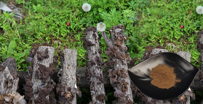 product-850-437 Fungus Extract