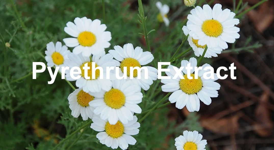 Pyrethrin 3